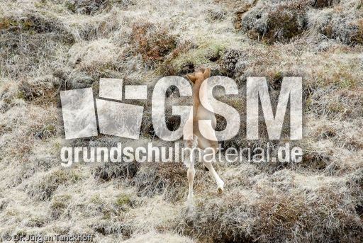 Islandpferde (29 von 50).jpg